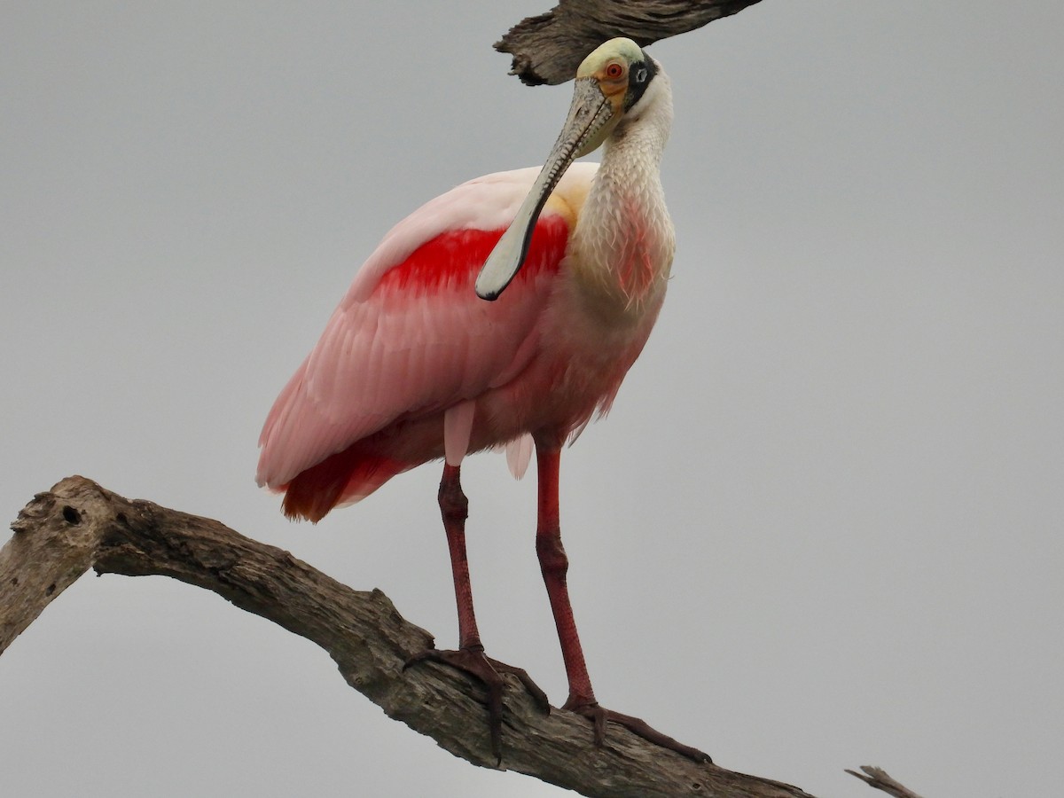 Roseate Spoonbill - ML613577126