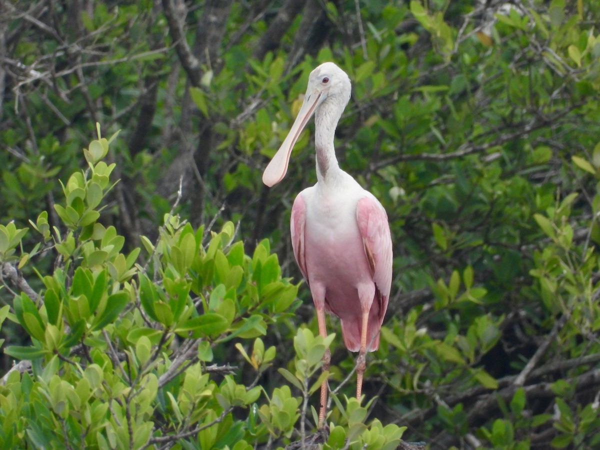 Roseate Spoonbill - ML613577145