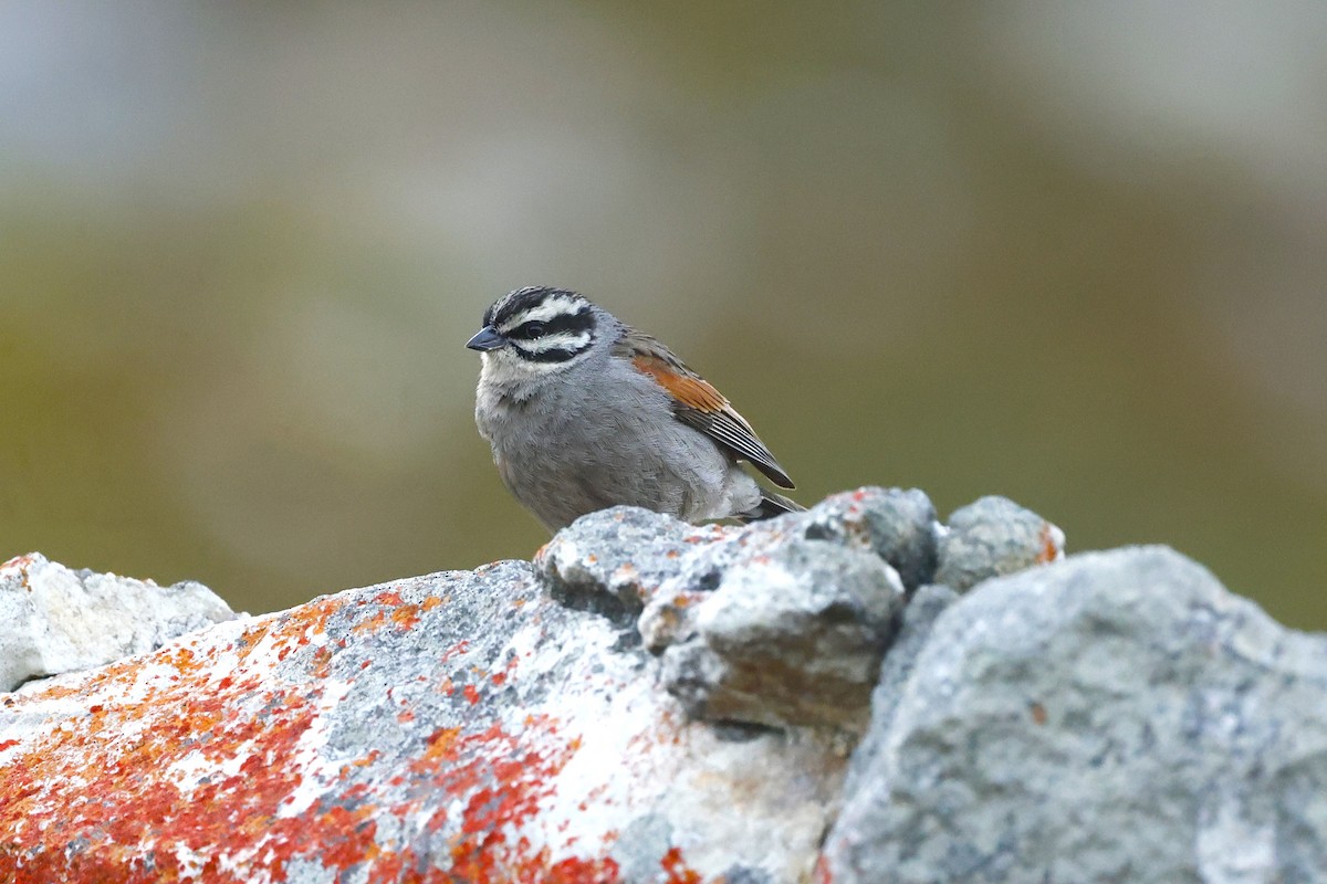 Cape Bunting - ML613577150