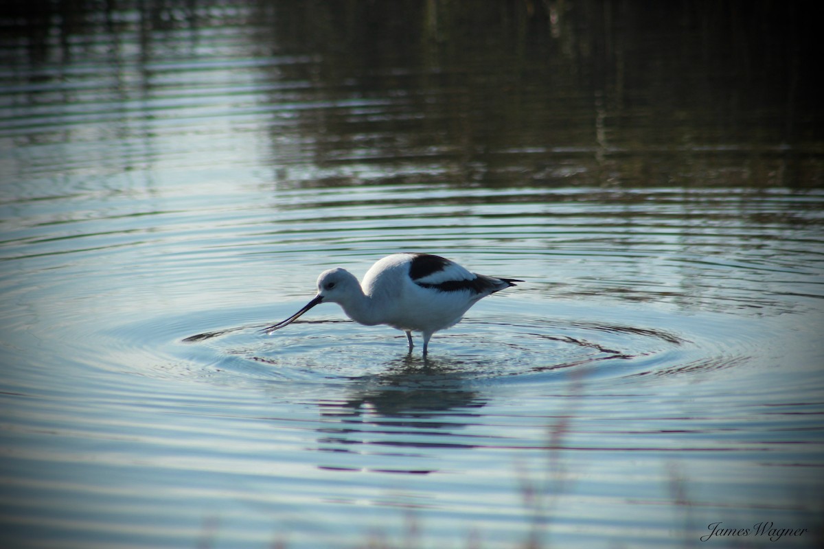 American Avocet - ML613577169