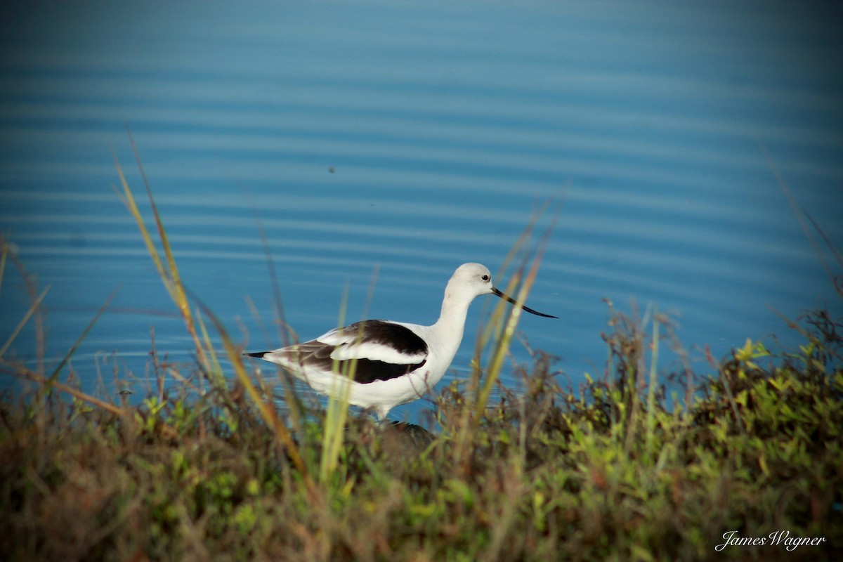 American Avocet - ML613577170