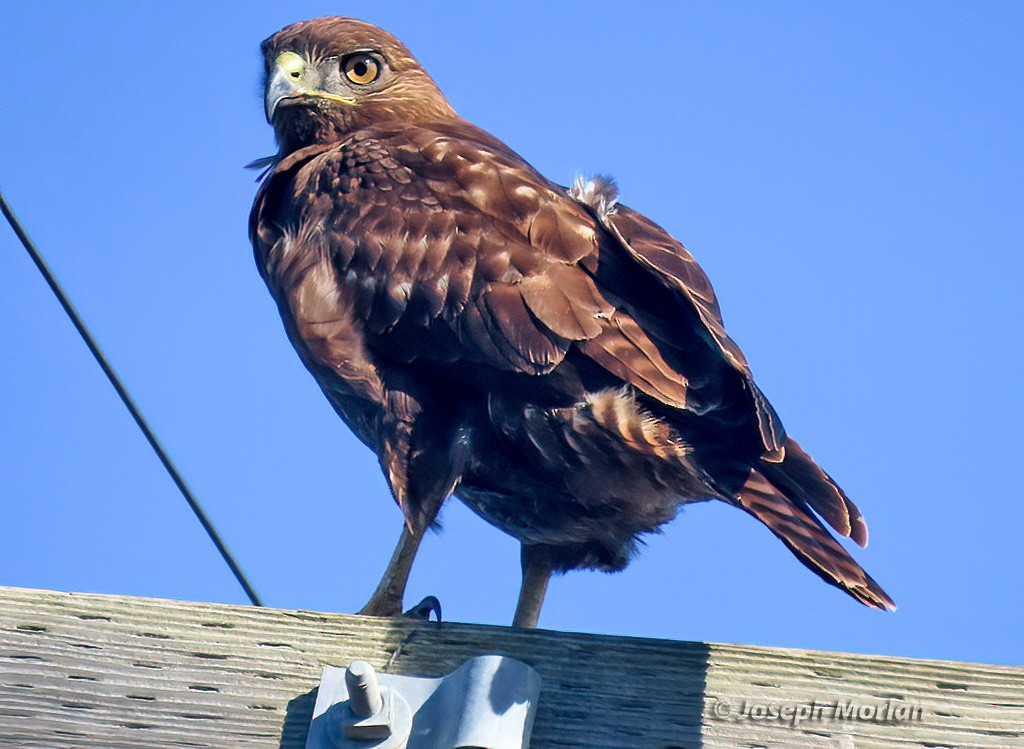 Rotschwanzbussard - ML613577248