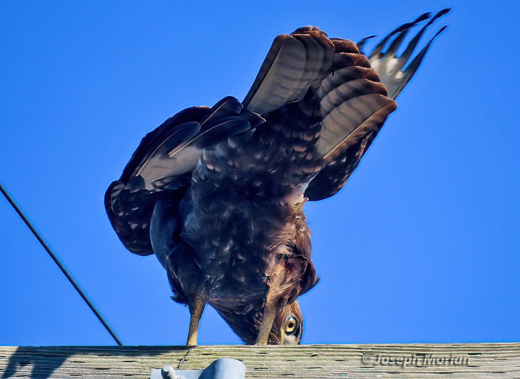 Rotschwanzbussard - ML613577249