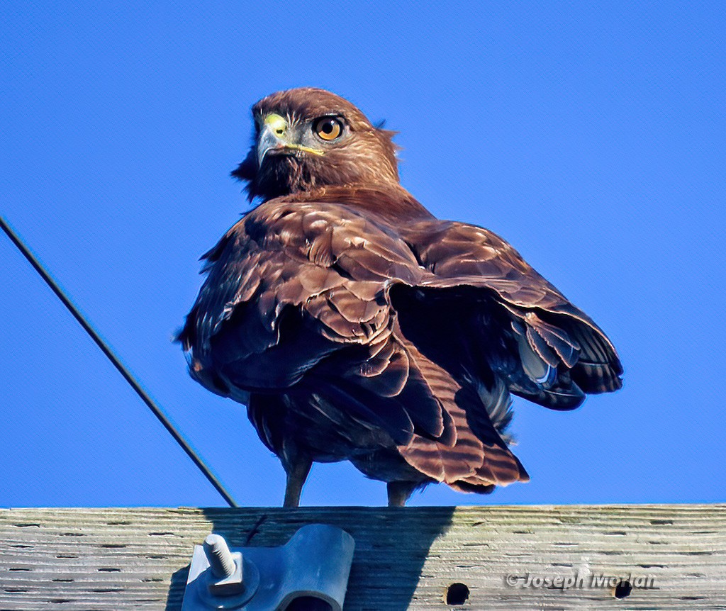 Rotschwanzbussard - ML613577250