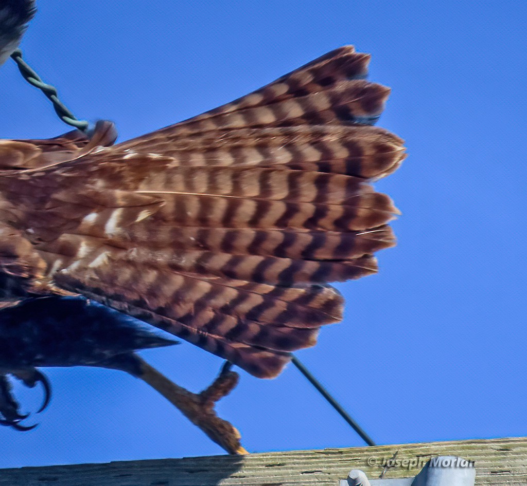 Red-tailed Hawk - ML613577251