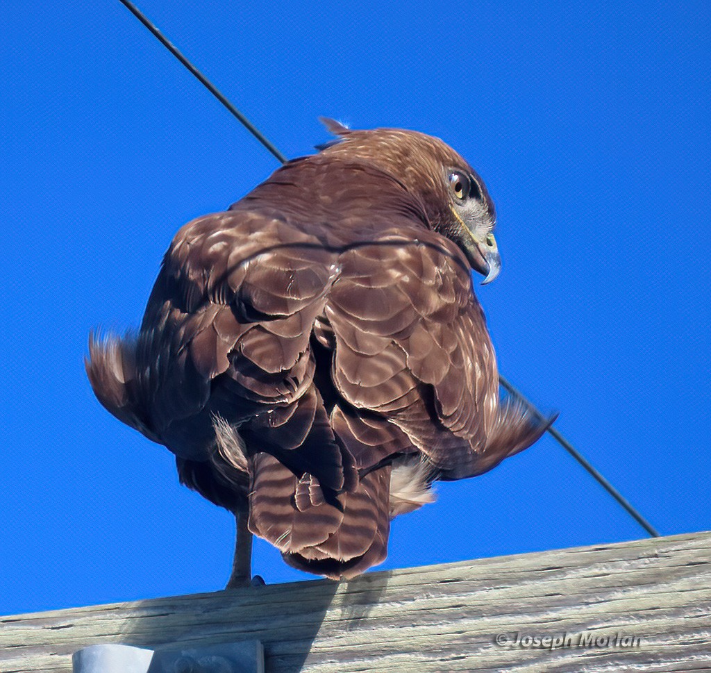 Red-tailed Hawk - ML613577252