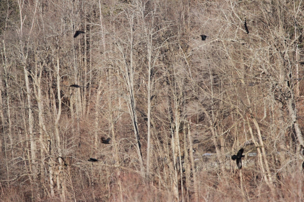 American Crow - ML613577267