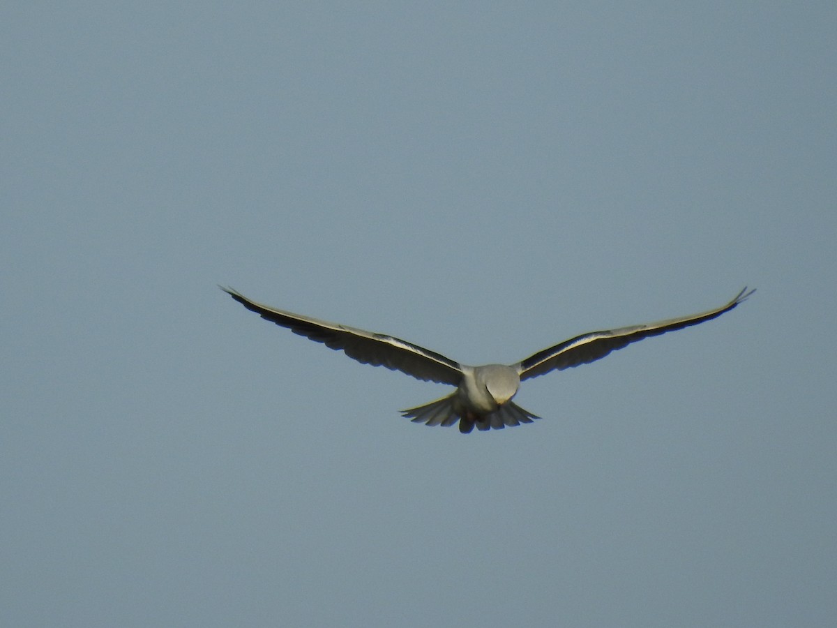 Black-winged Kite - Nelson Conceição