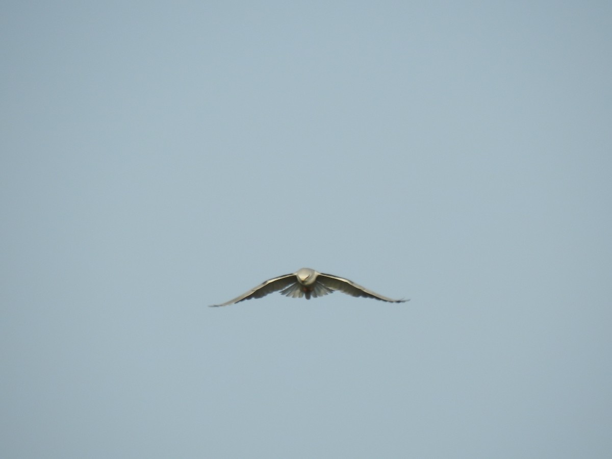 Black-winged Kite - ML613577310