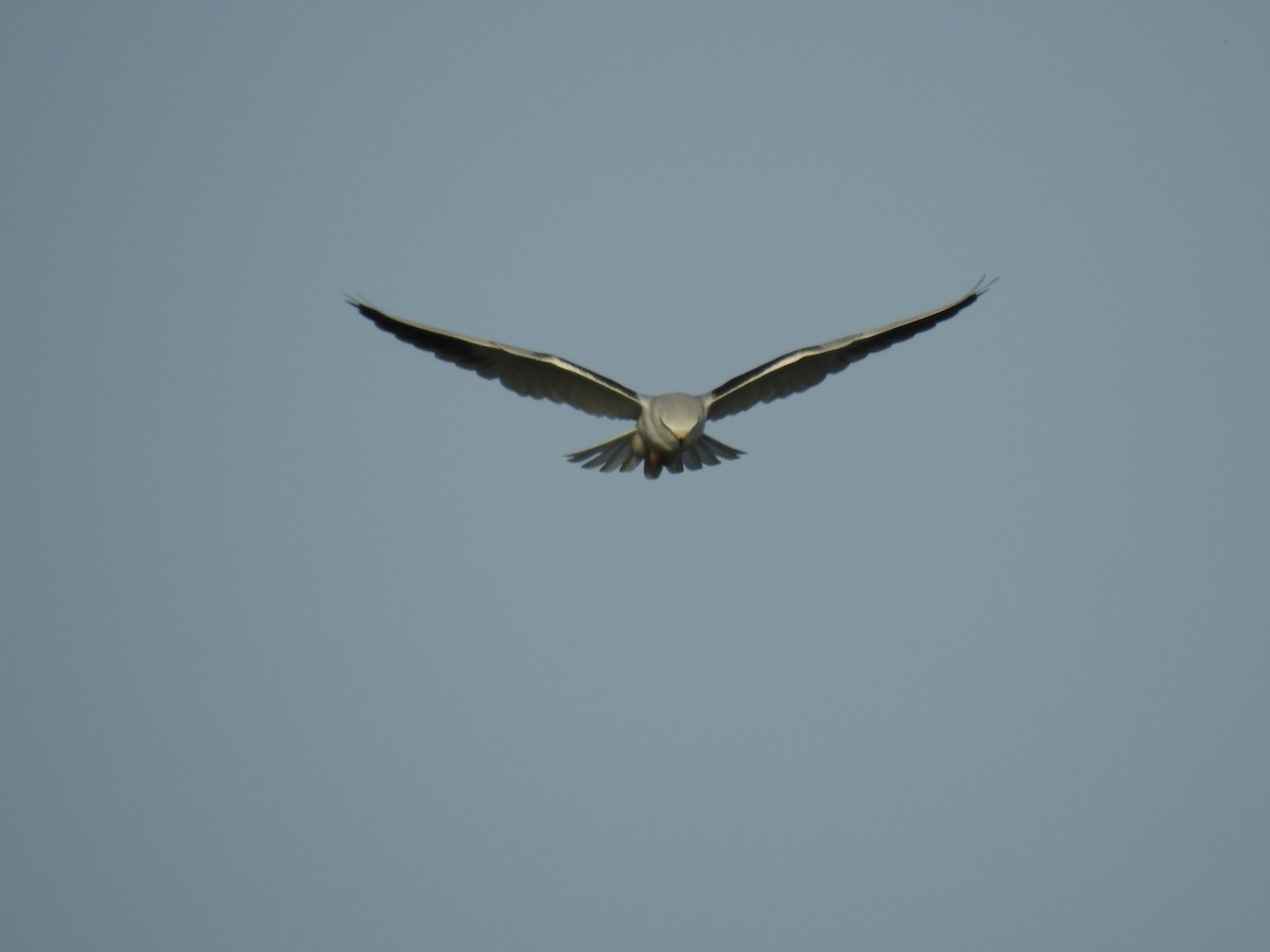 Black-winged Kite - Nelson Conceição