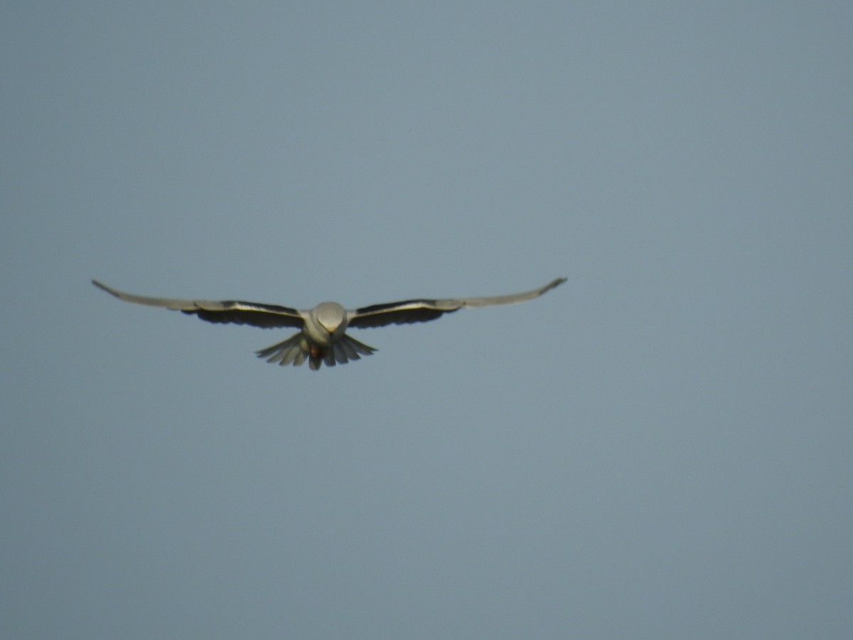 Black-winged Kite - ML613577314