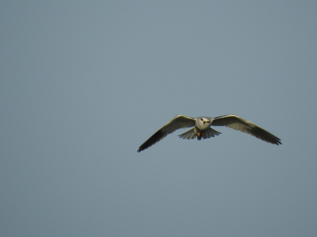 Black-winged Kite - ML613577316