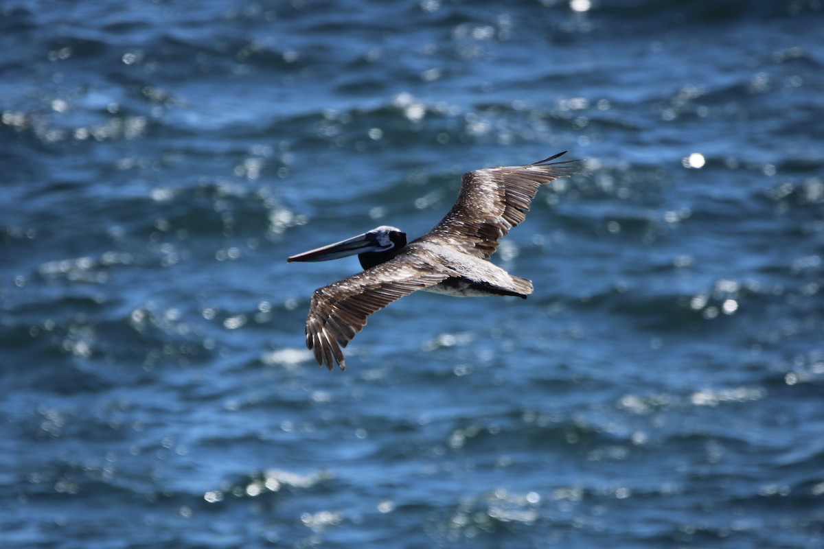 Peruvian Pelican - ML613577353