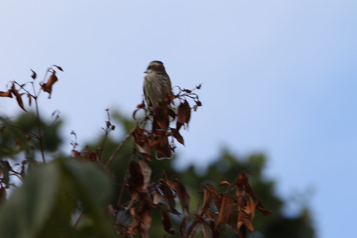 Variegated Flycatcher - ML613577380
