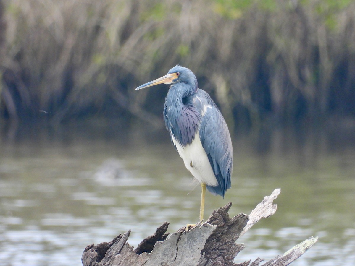 Tricolored Heron - ML613577406