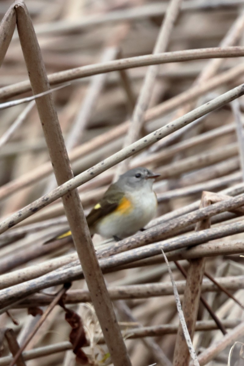 American Redstart - ML613577431