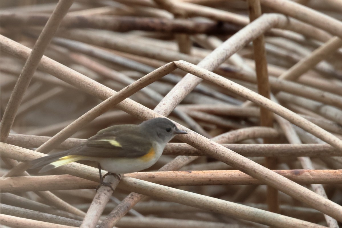 American Redstart - ML613577432