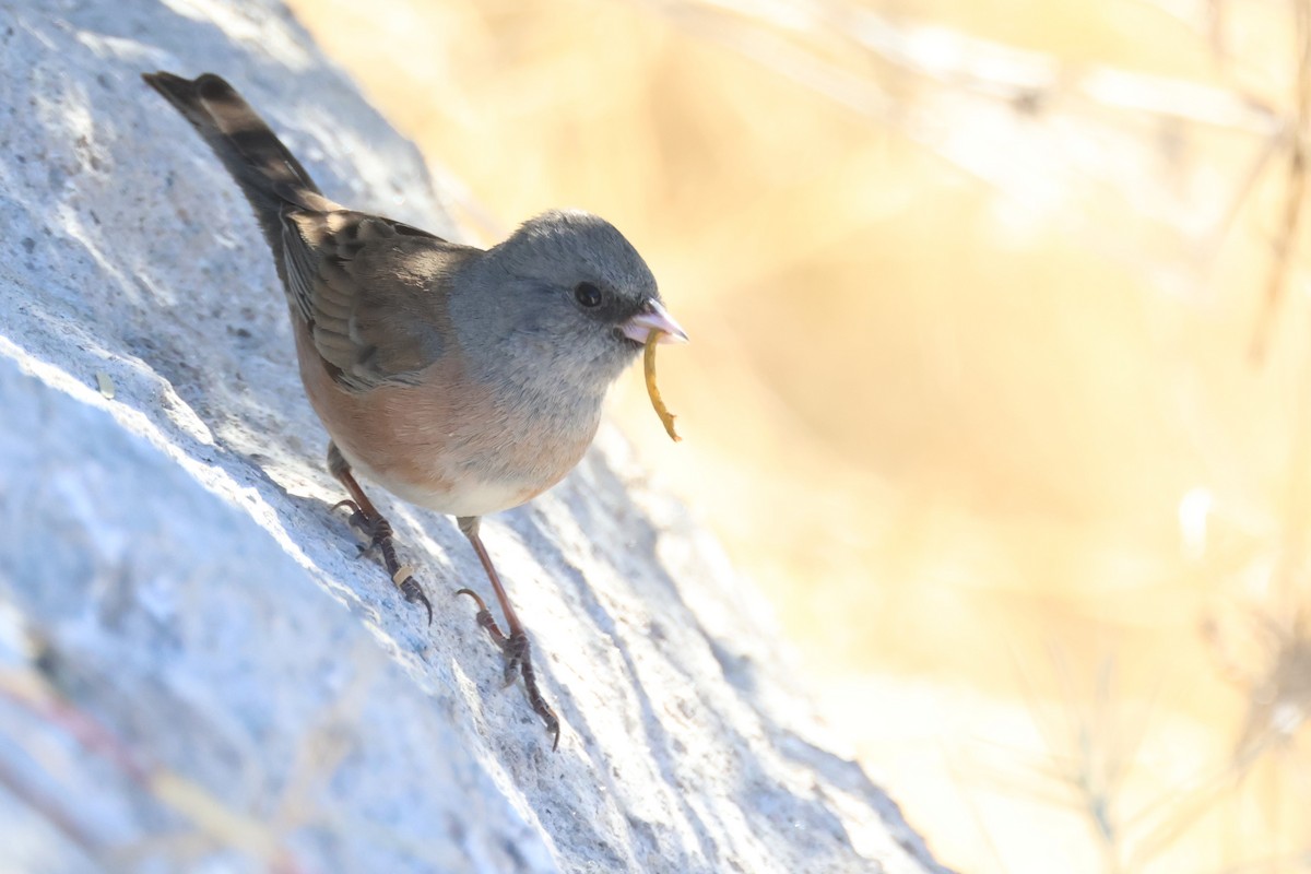 Dark-eyed Junco (Pink-sided) - ML613577458