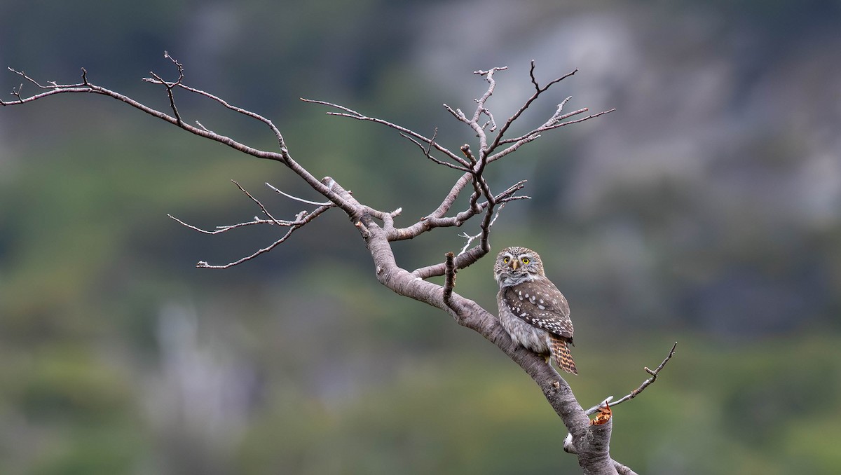 Austral Pygmy-Owl - David Tripp Jr