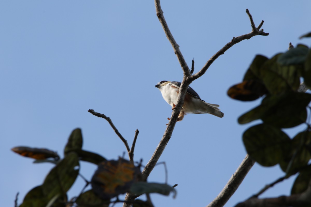 Pearl Kite - ML613577465