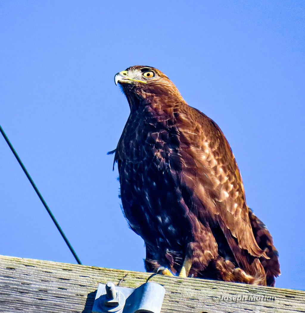 Rotschwanzbussard - ML613577506