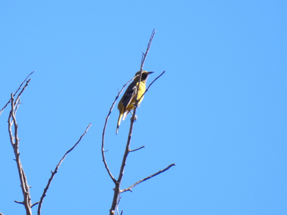 Oriole jaune-verdâtre - ML613577544