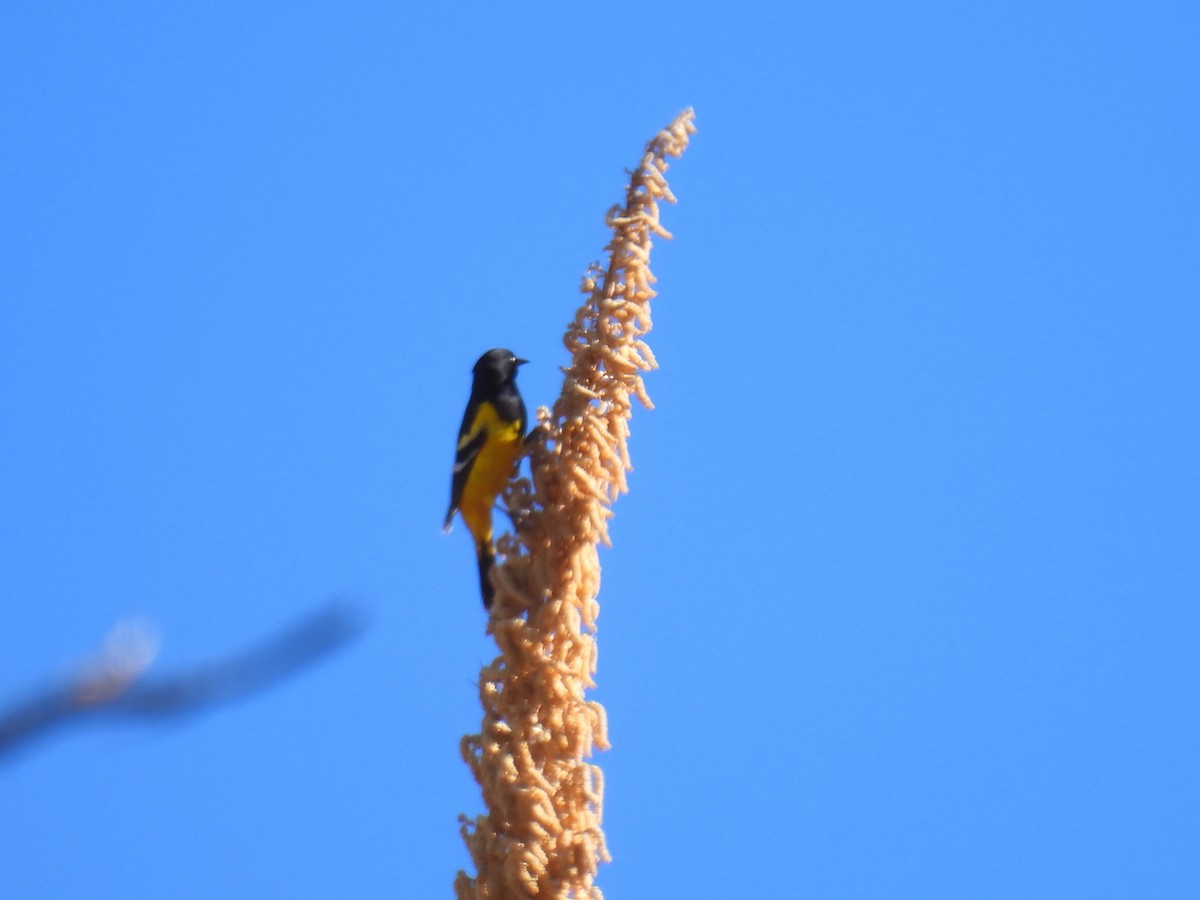 Oriole jaune-verdâtre - ML613577546