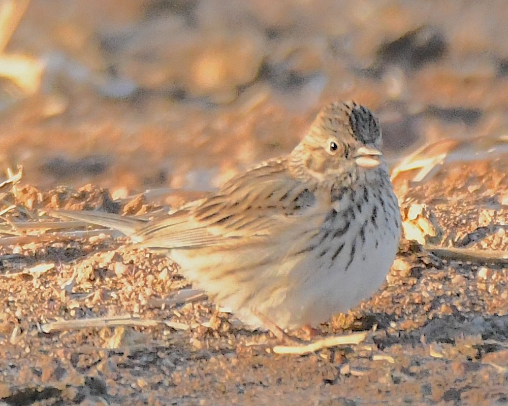 Vesper Sparrow - Ted Wolff