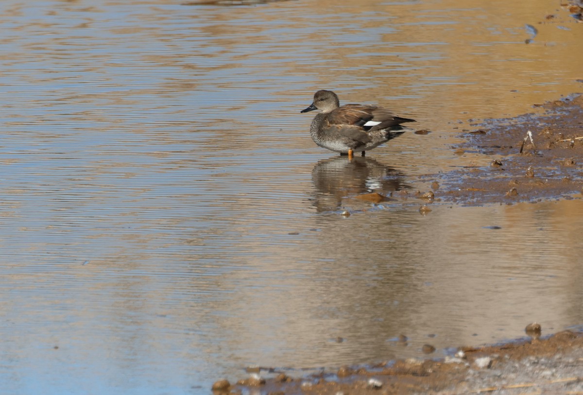 Gadwall - ML613577602