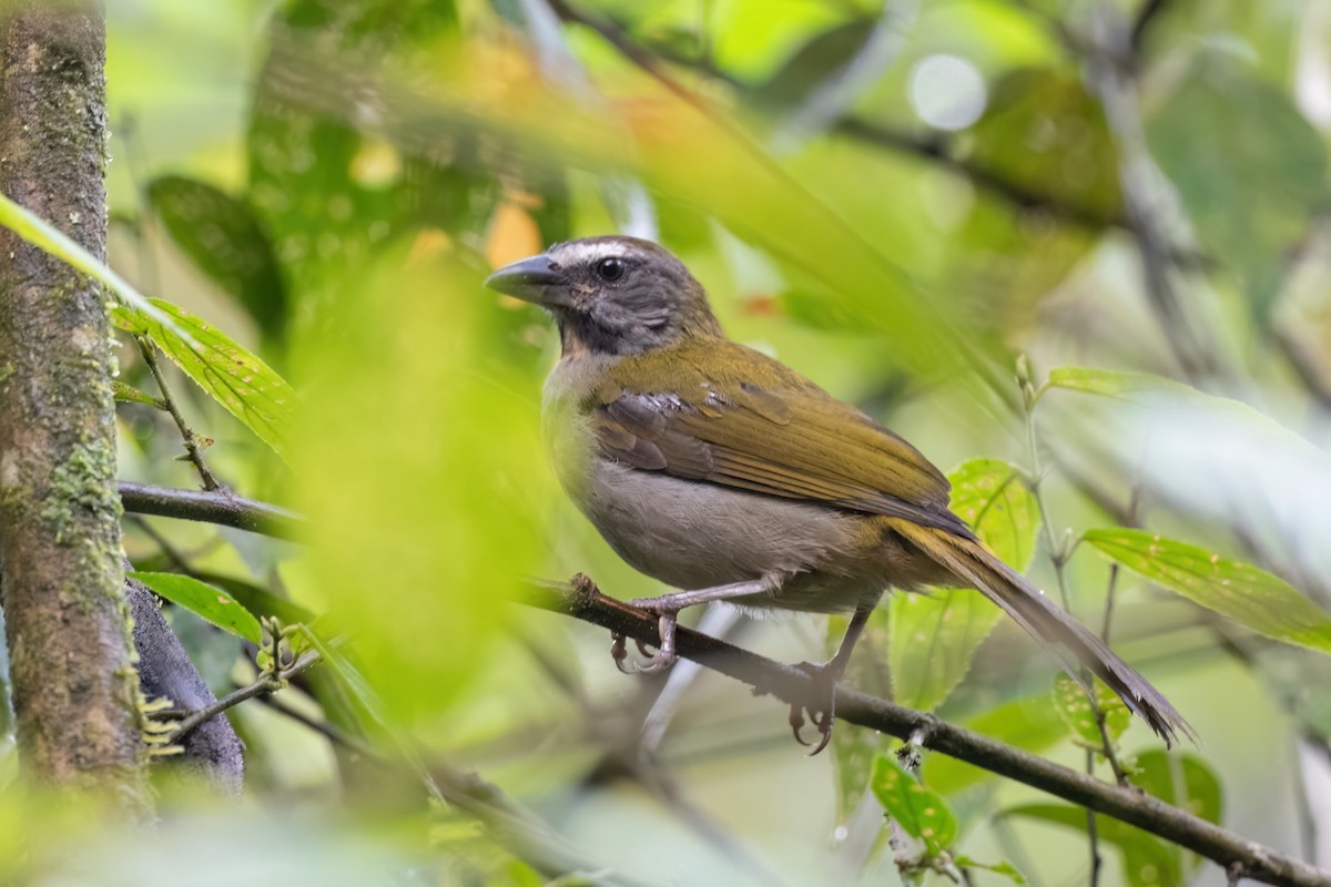 Buff-throated Saltator - ML613577616