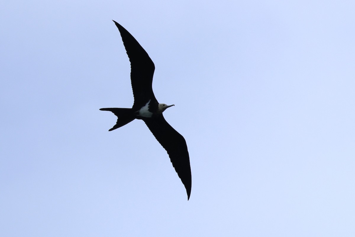 Lesser Frigatebird - ML613577637