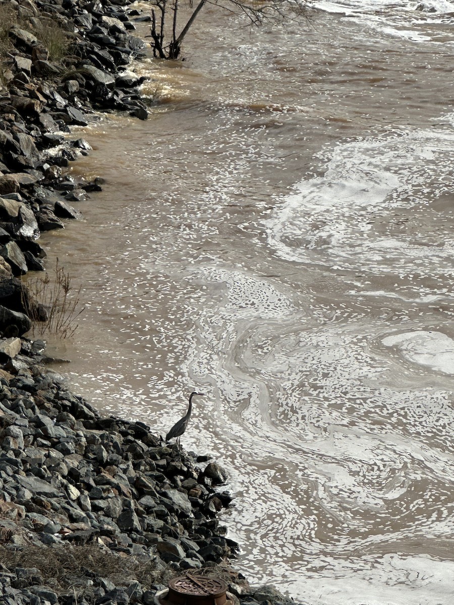 Great Blue Heron - ML613577703