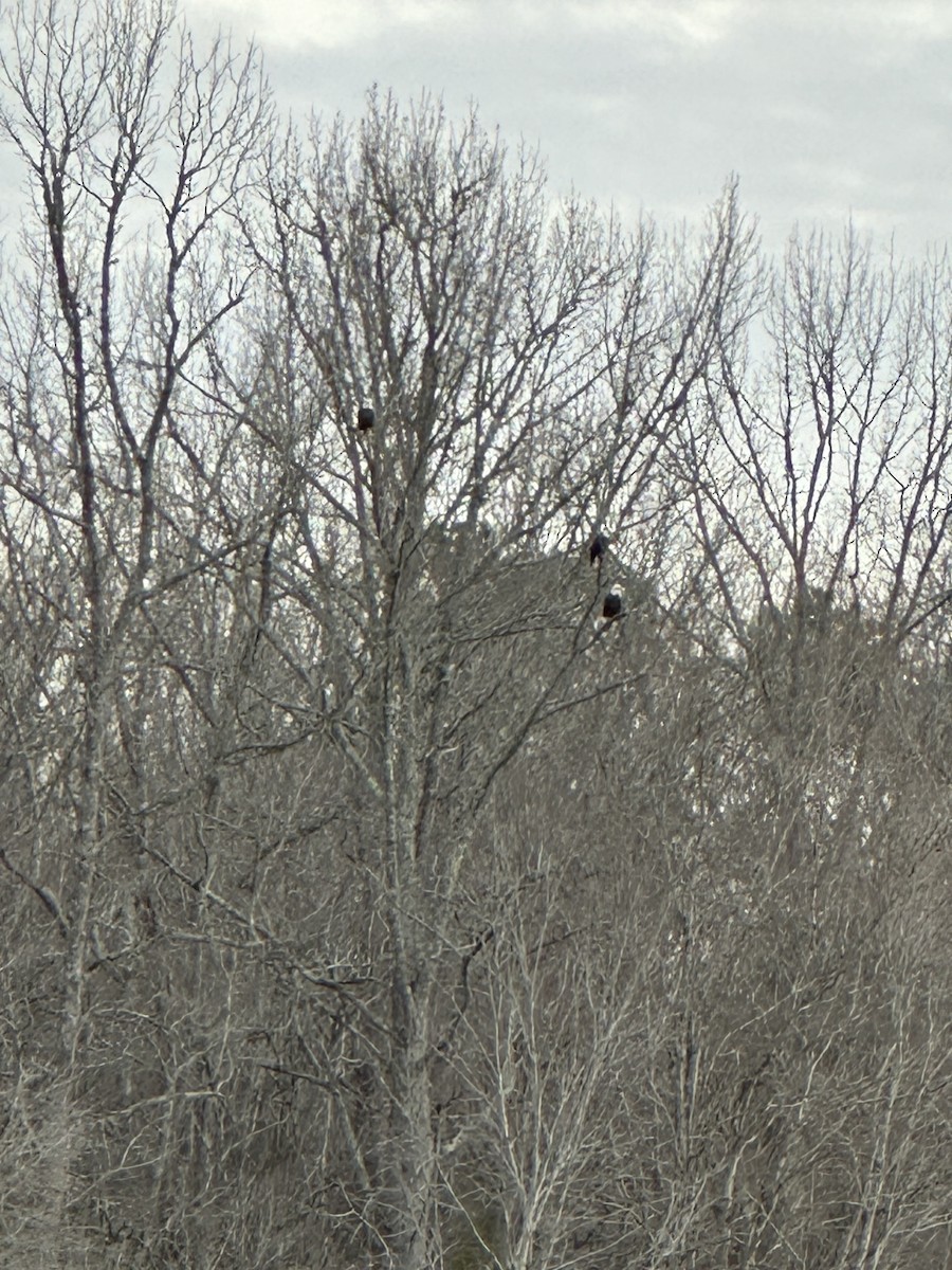 Bald Eagle - ML613577730