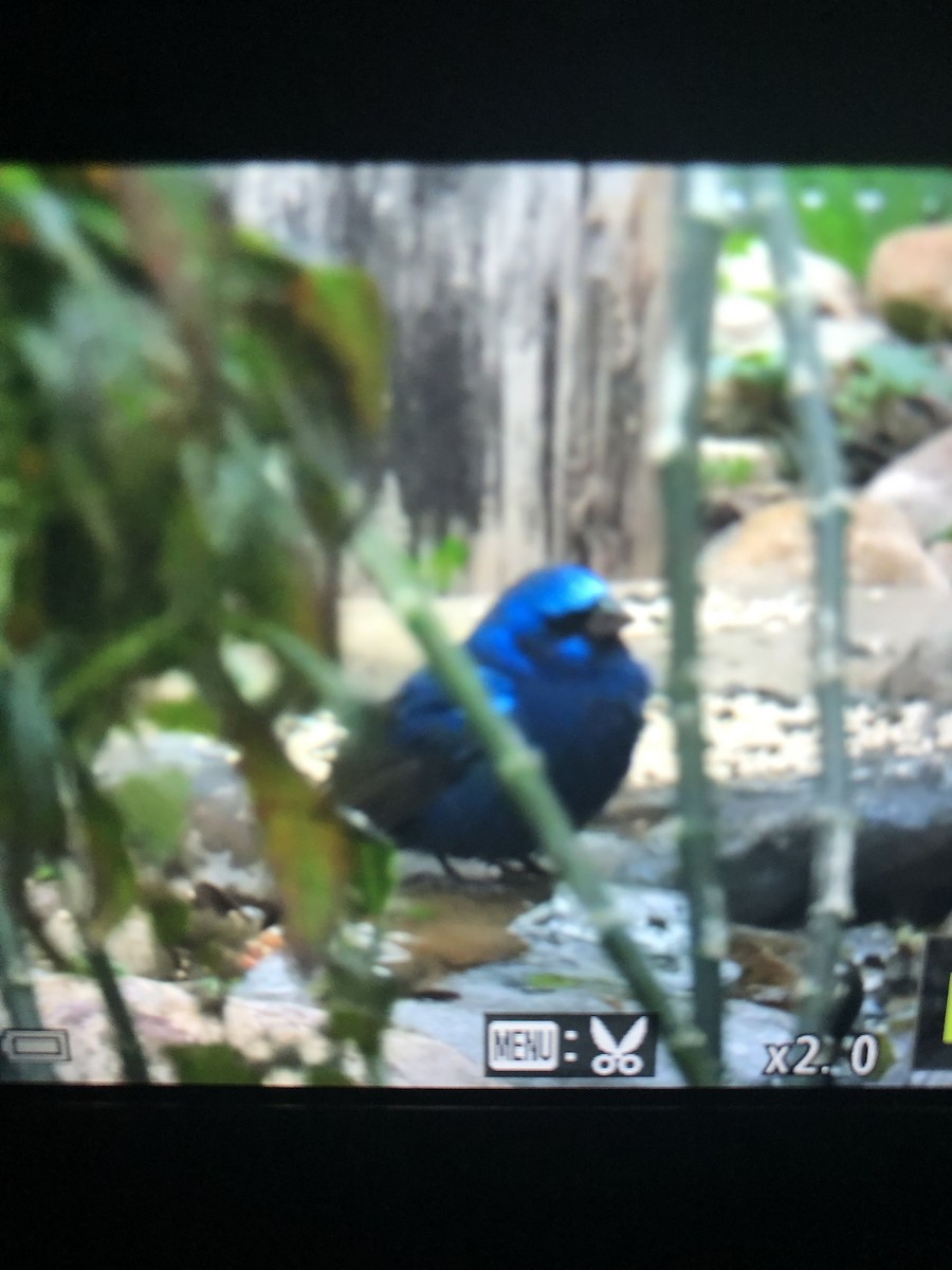 Blue Bunting - ML613577734