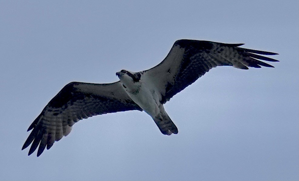 Osprey - ML613577811