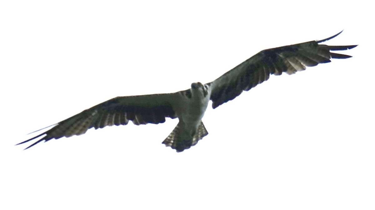 Osprey - ML613577812