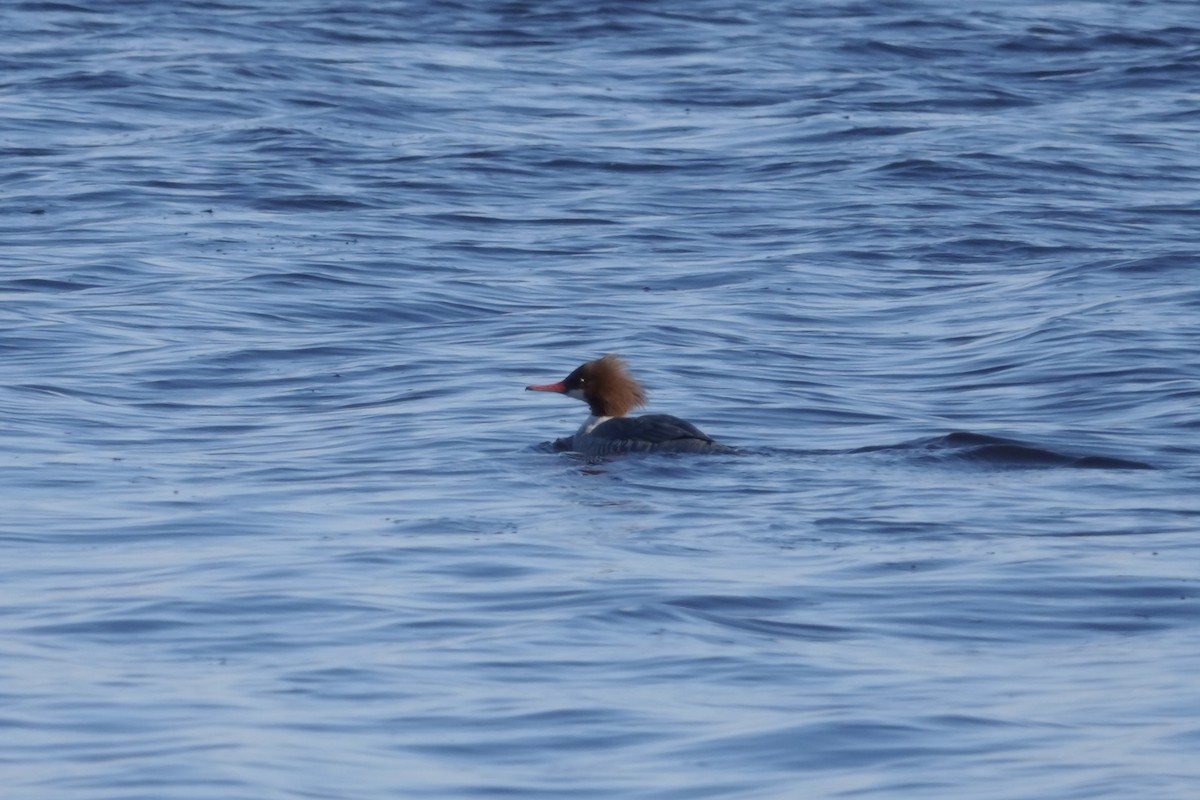 Common Merganser - ML613577856