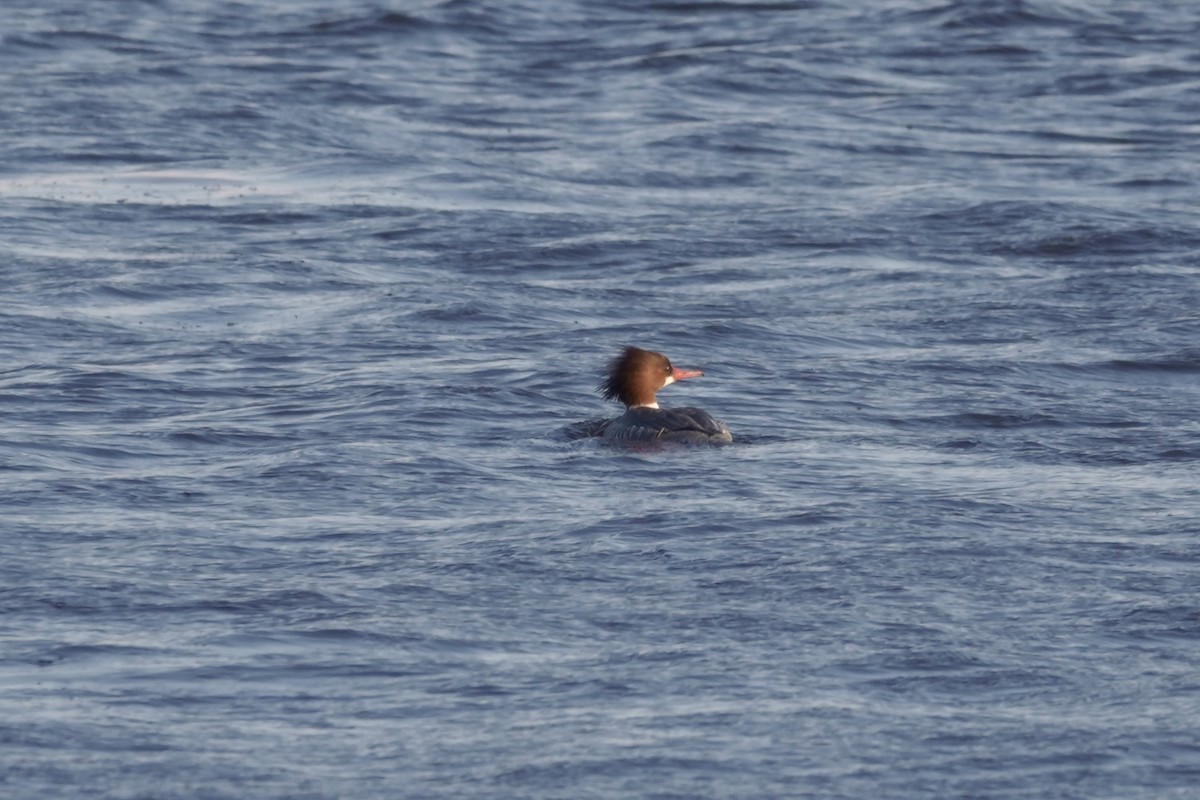 Common Merganser - ML613577857