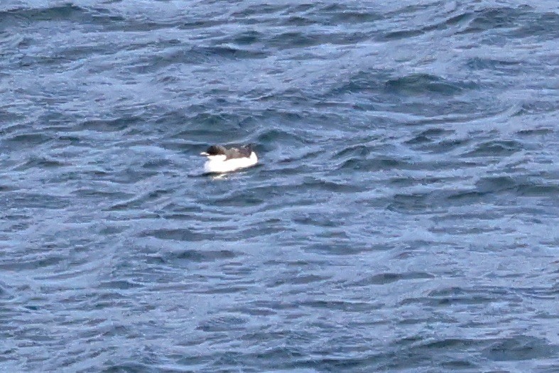 Thick-billed Murre - Alison Mews