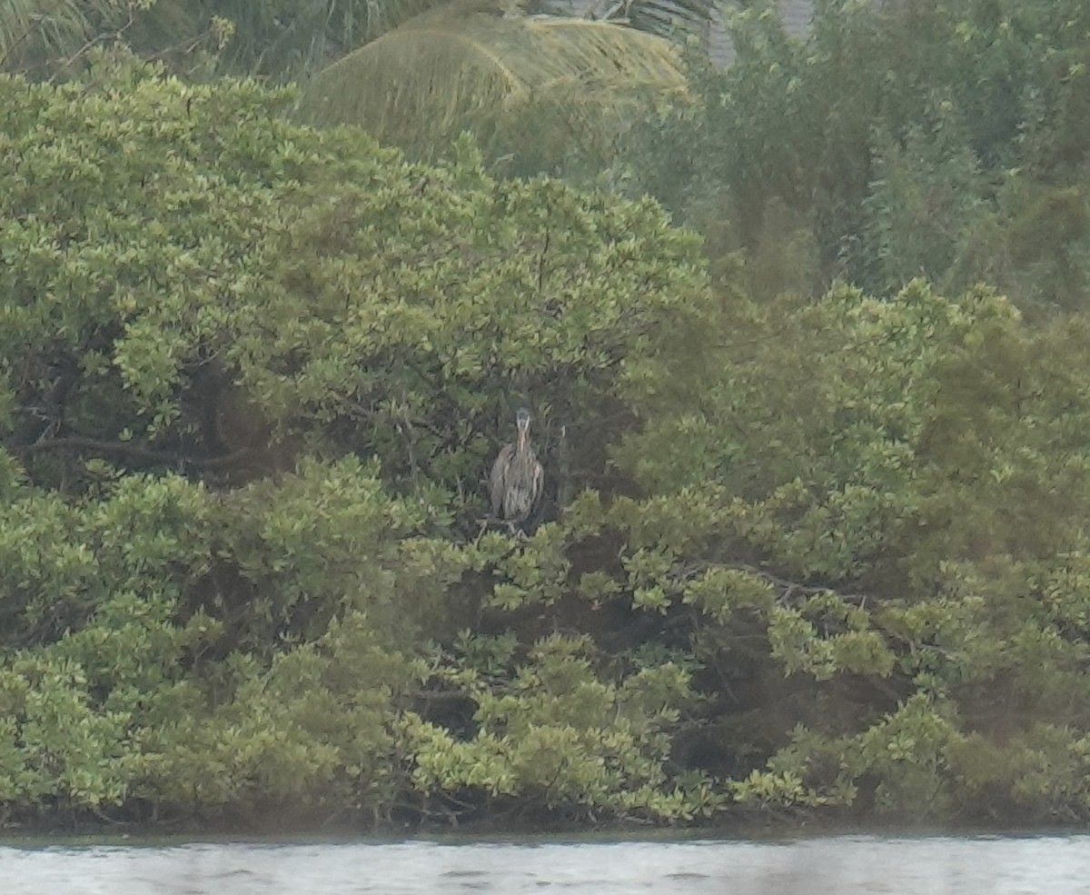 Great Blue Heron - ML613577873