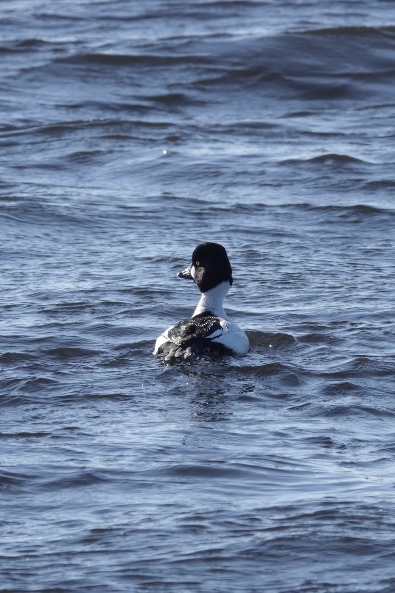 Common Goldeneye - ML613577874