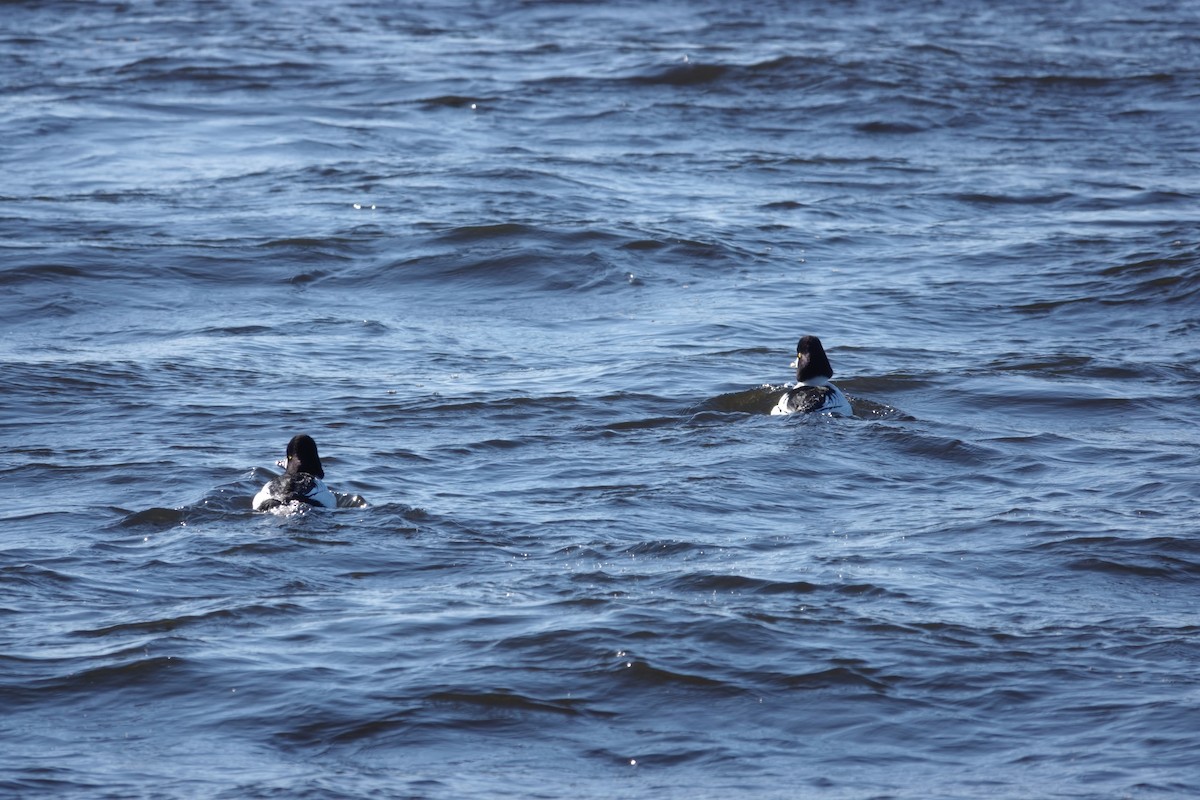 Common Goldeneye - ML613577897