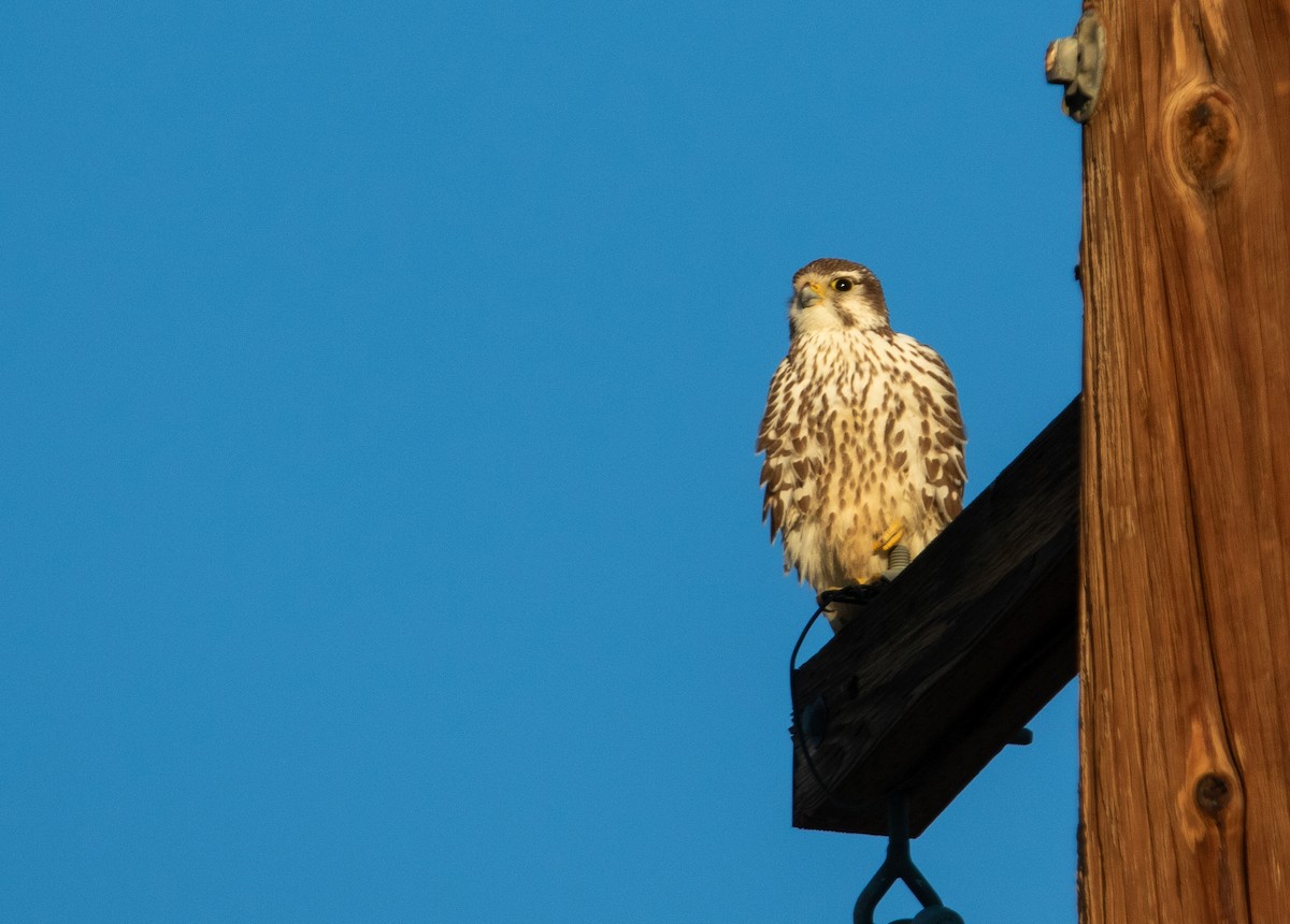 Prairie Falcon - ML613577963