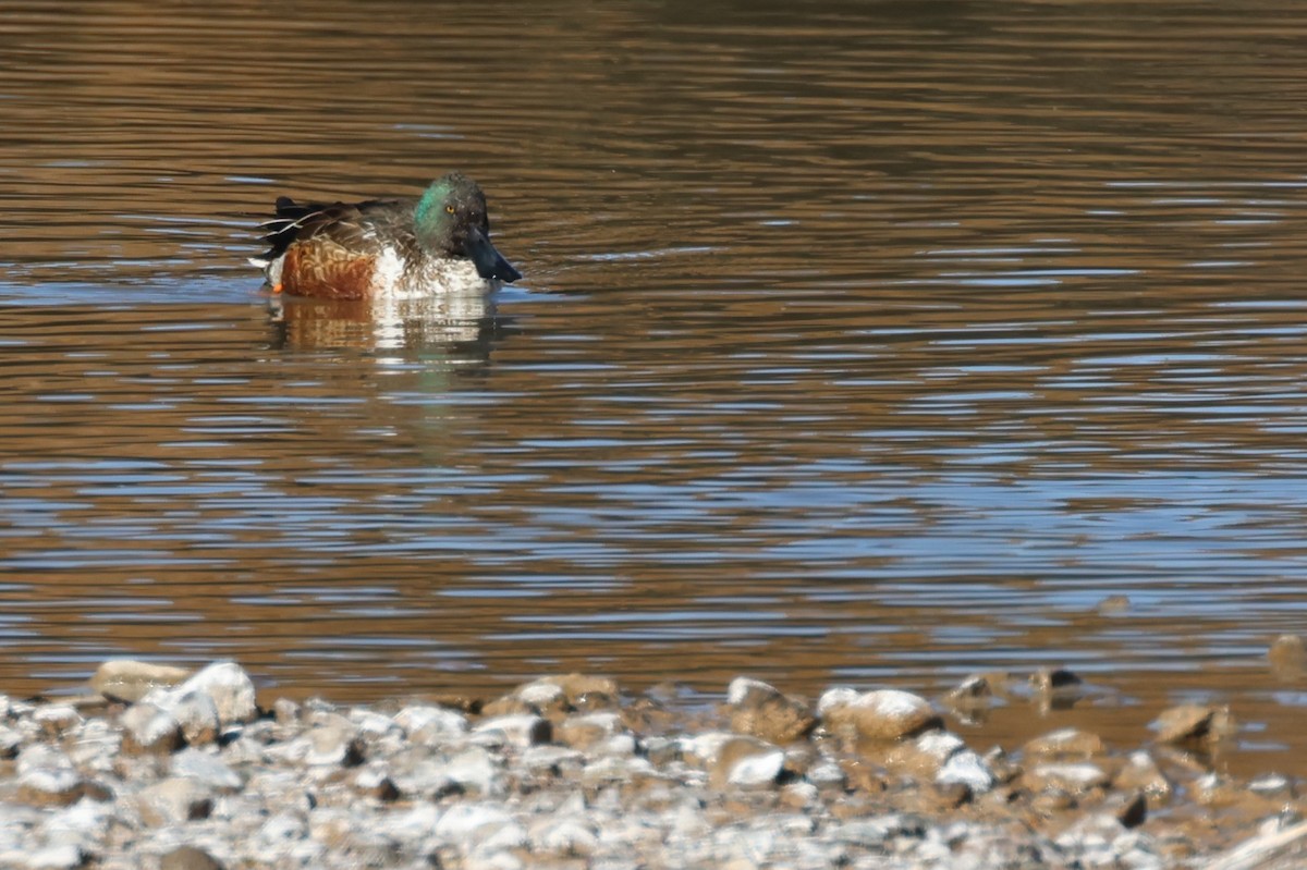 Northern Shoveler - ML613577969