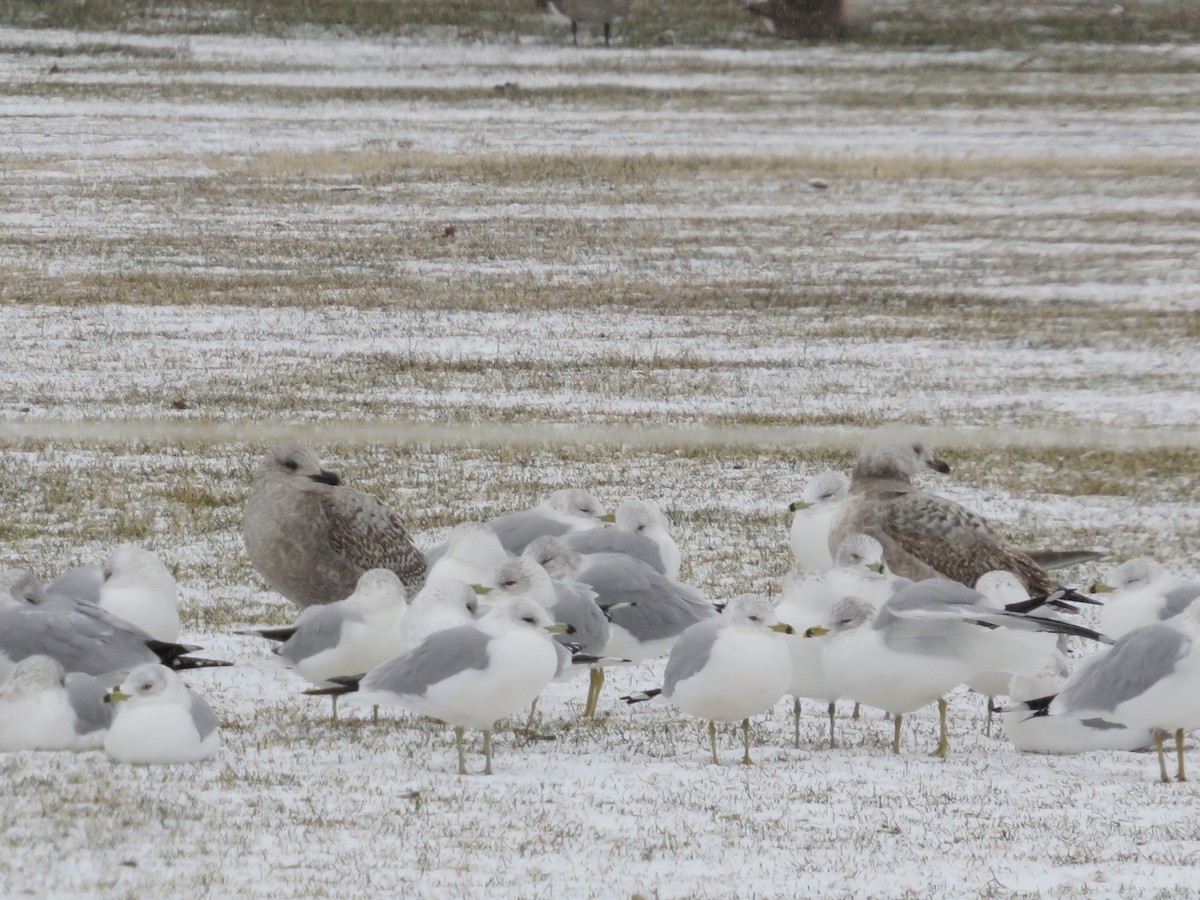 American Herring Gull - ML613578004