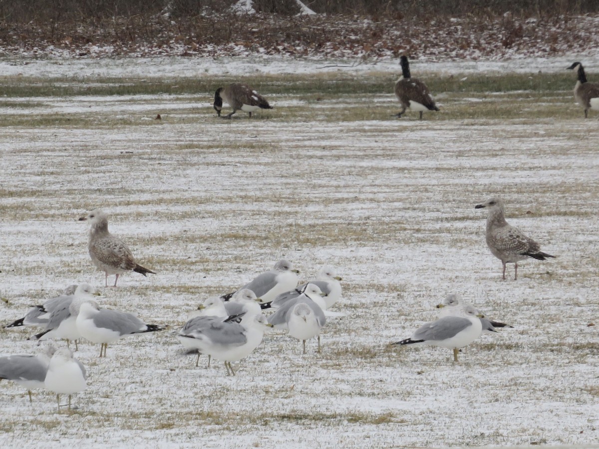 American Herring Gull - ML613578006