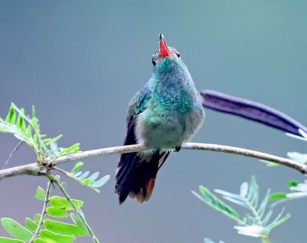 Rufous-tailed Hummingbird - ML613578021