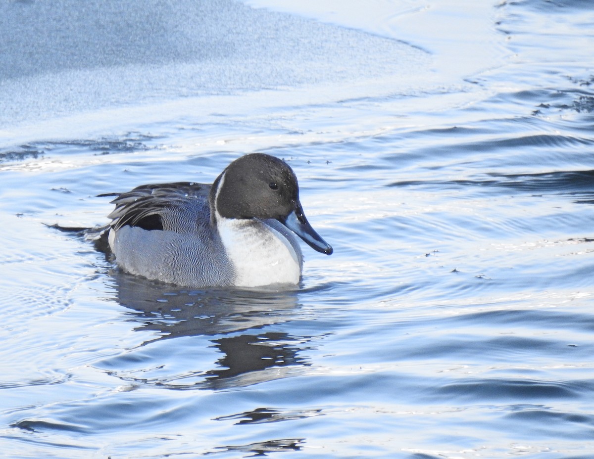 Northern Pintail - Jules-Alex Banville