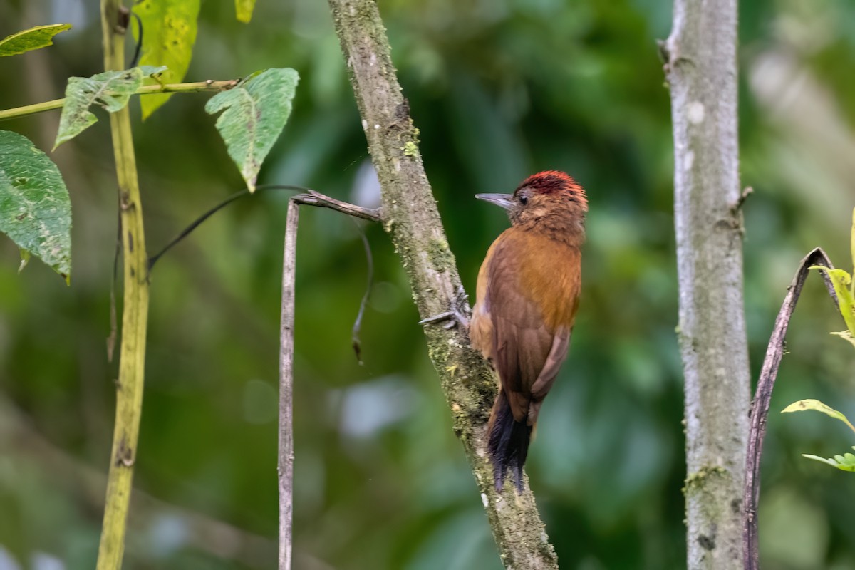 Smoky-brown Woodpecker - ML613578151