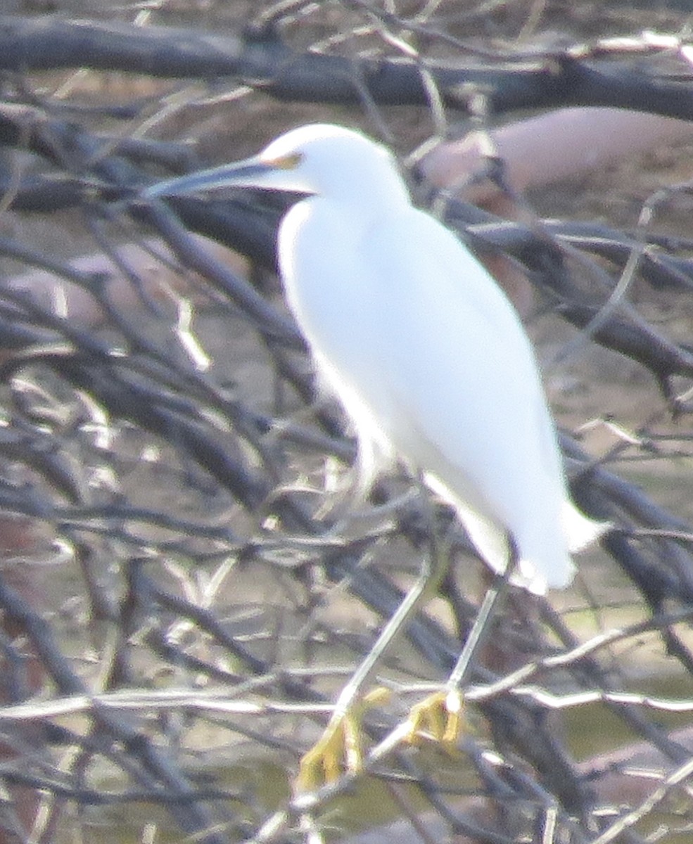 Snowy Egret - ML613578181